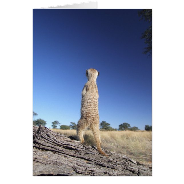 KMP-kort 13 - Moomins vaktpost Hälsningskort (Framsidan)