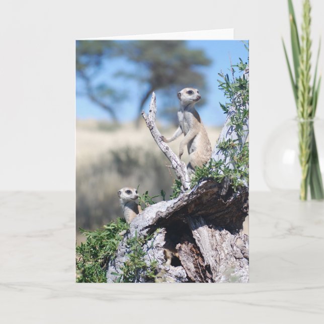 KMP-kort 15 - Whiskersvaktposter Kort (Framsida)