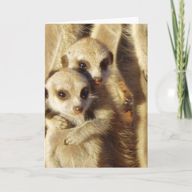 KMP-kort 1 - ystra valper Kort (Framsida)