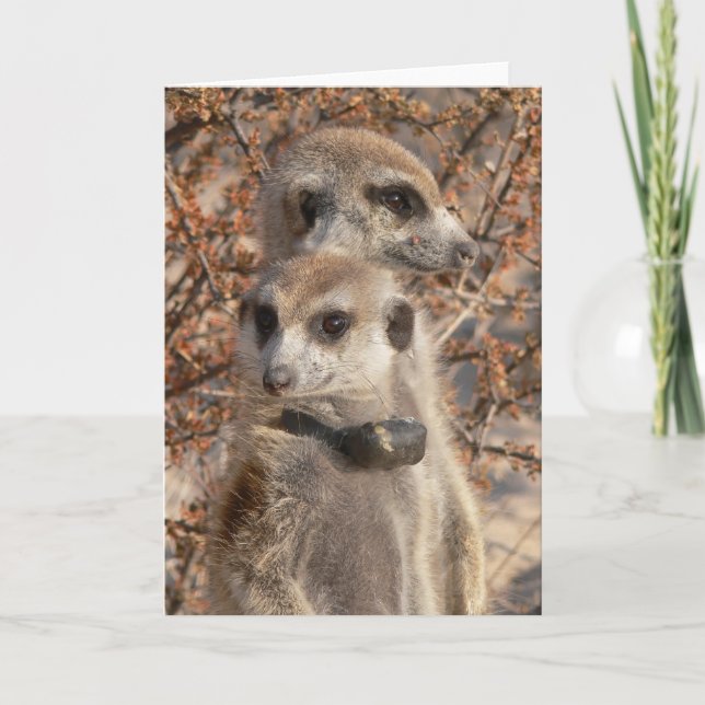 KMP-kort 4 - Jo Hej och Habusu Kort (Framsida)