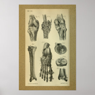 Knä 1850 för fot för vintageanatomitryck poster