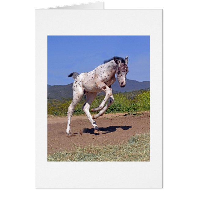 Knabstrupper Colt Hälsningskort (Framsidan)