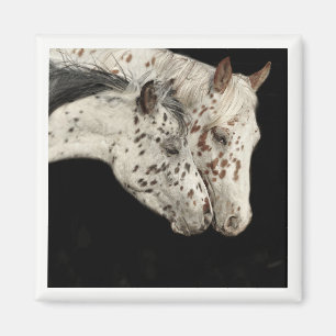 Knabstrupper Colts Magnet
