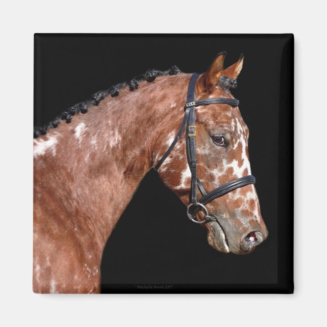 Knabstrupper Stallion Horse Magnet (Framsidan)