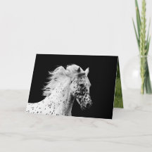 Knabstrupper Stallion Springa Horse Greeting Card
