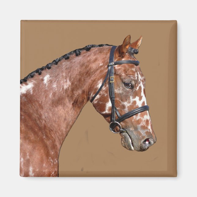 Knabstupper Stallion Magnet (Framsidan)