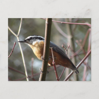 Knacka vykortet nuthatch vykort