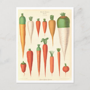Knäckor - botaniska illustrationer från utsädeskat vykort