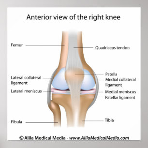 Knäleanatommärkt diagram. poster