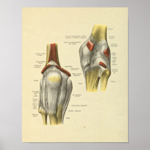 Knäligament fogar ihop anatomibentrycket poster