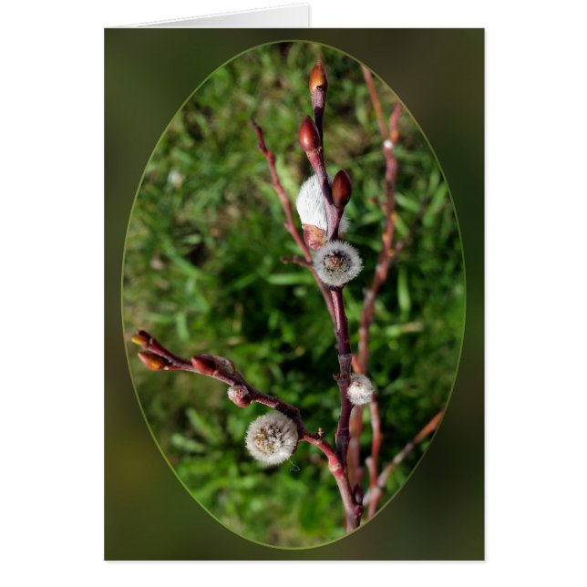 knallfjäder hälsningskort (Framsidan)