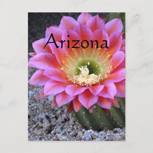 Knallrosa kaktus, Arizona Vykort (Framsida)