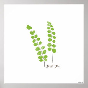 Knapp Fern Illustration   Frisk botanisk utskrift Poster