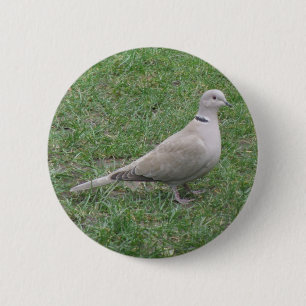 Knapp för Collated Dove
