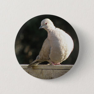 Knapp för Collated Dove
