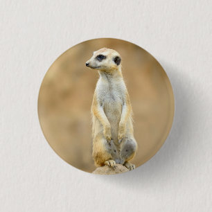 Knapp med Meerkat på vakt