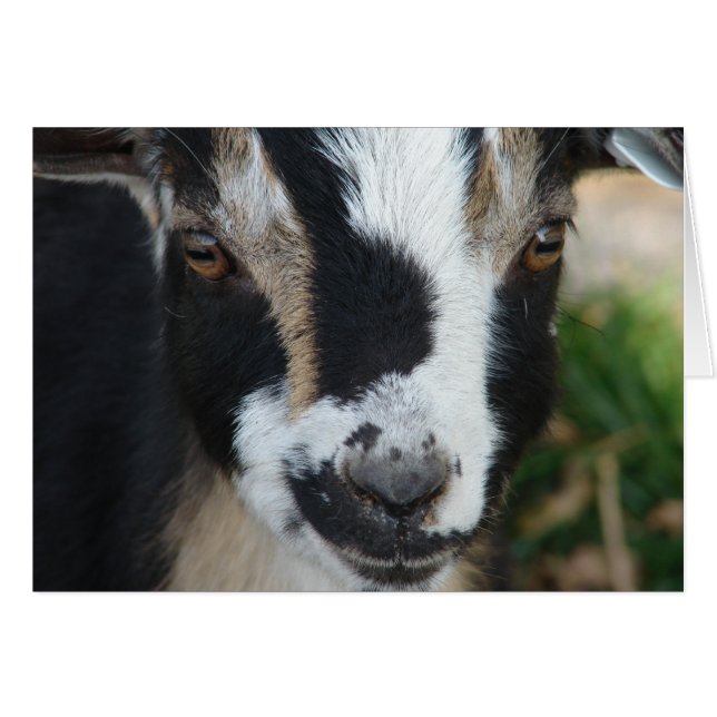 Knappar Hälsningskort (Framsidan Horizontal)