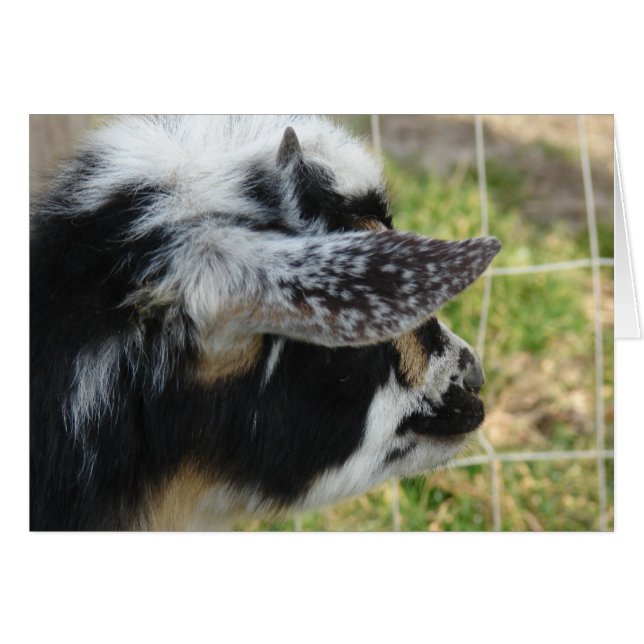 Knappar Tittar ut Hälsningskort (Framsidan Horizontal)