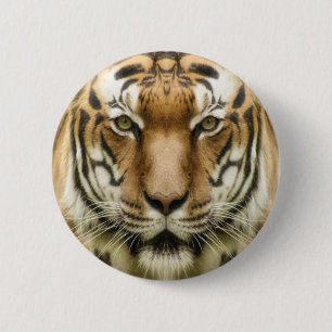 Knapparna Tiger Close-Up Knapp