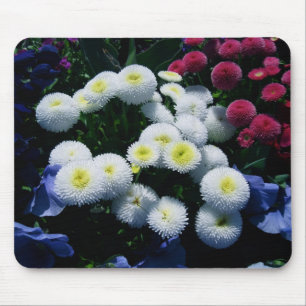 Knäppas Chrysanthemums Musmatta