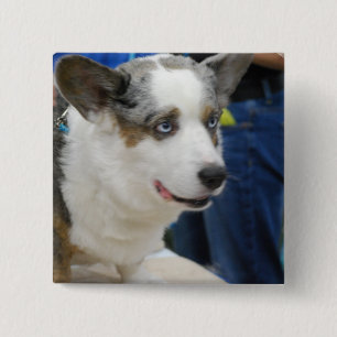 Knäppas den walesiska Corgihunden för koftan Knapp