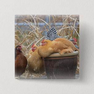 Knappen Adsible Chicken Knapp