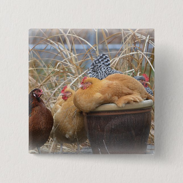 Knappen Adsible Chicken Knapp (Framsida)