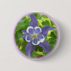 Knappen Aquilegia Columbine Flower Knapp