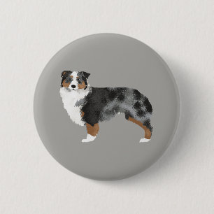 Knappen Australian shepherd Blue Merle Knapp