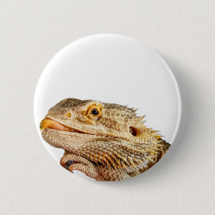 Knappen Bearded Dragon Knapp