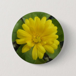 Knappen Bright Gult Marigold Knapp
