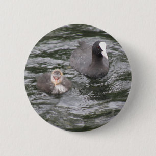 Knappen Coot and Chick Knapp