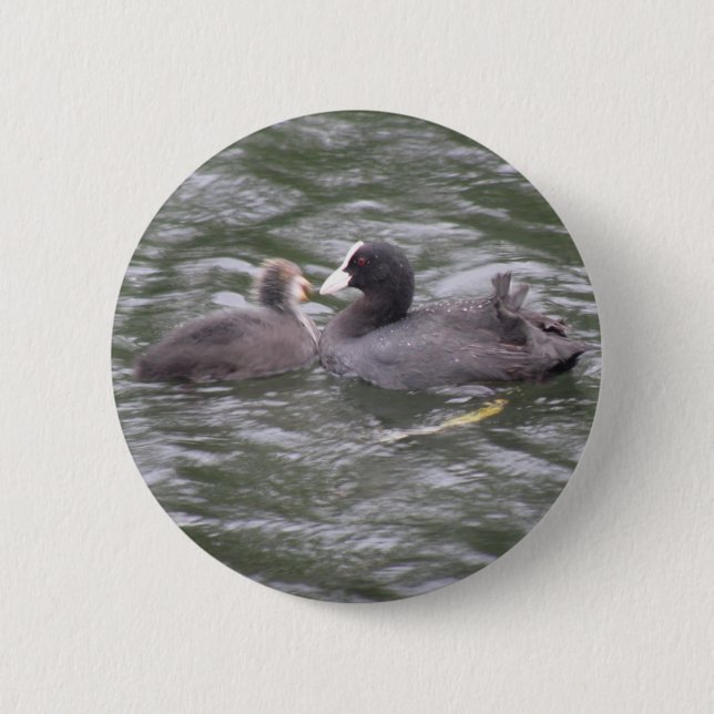 Knappen Coot Matar Hungrig Chick Knapp (Framsida)