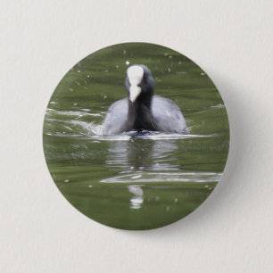 Knappen Coot Swimming Knapp