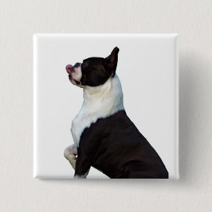 Knappen Cute Boston Terrier Square Knapp