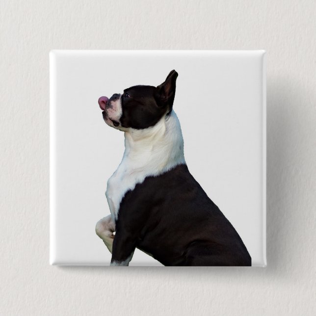 Knappen Cute Boston Terrier Square Knapp (Framsida)