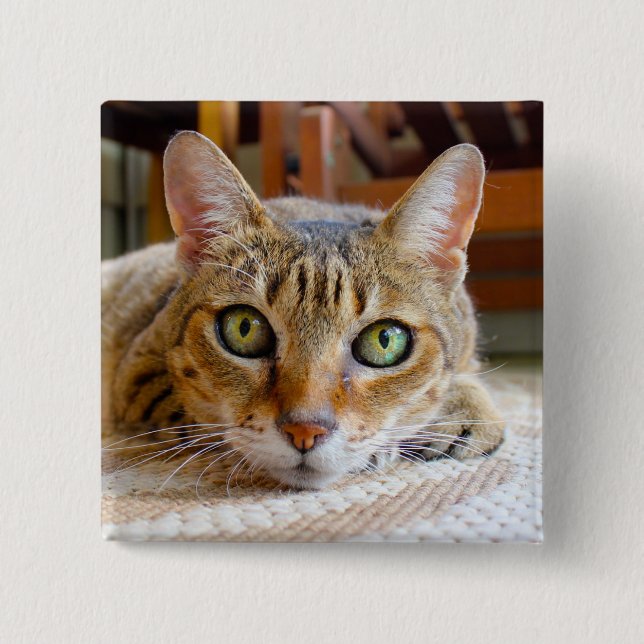 Knappen Cute Cat Knapp (Framsida)