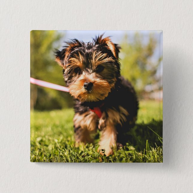 Knappen Cute Hund 5 Knapp (Framsida)