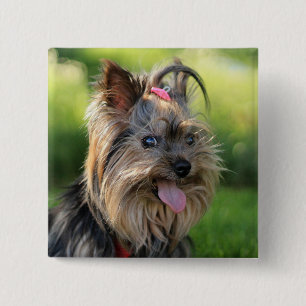 Knappen Cute Hund 7 Knapp