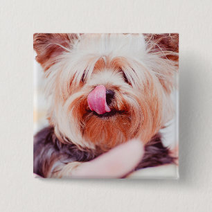 Knappen Cute Hund 8 Knapp