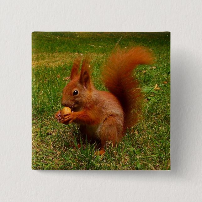Knappen Cute Squirrel Knapp (Framsida)