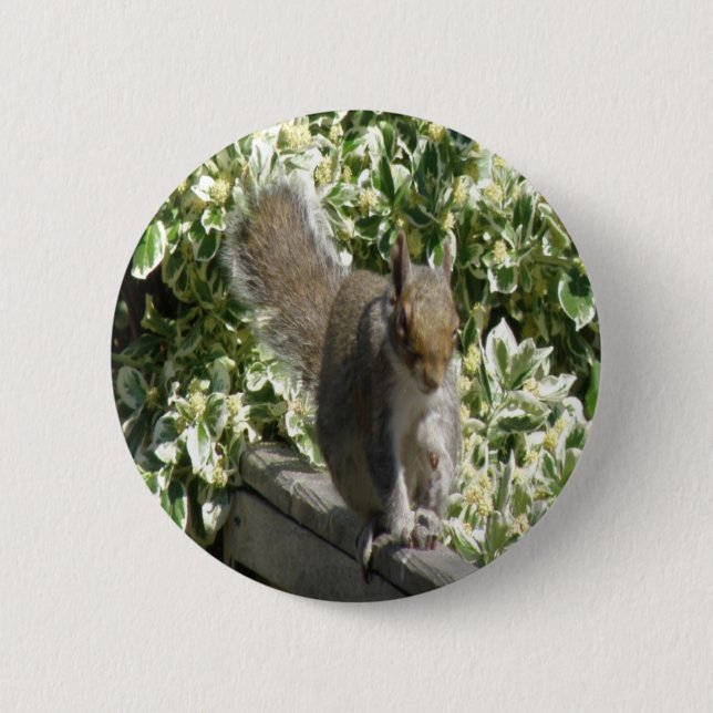 Knappen Cute Squirrel Knapp (Framsida)