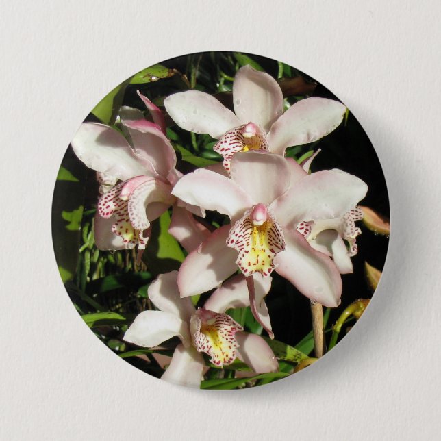 Knappen Cymbidium Orchids Knapp (Framsida)