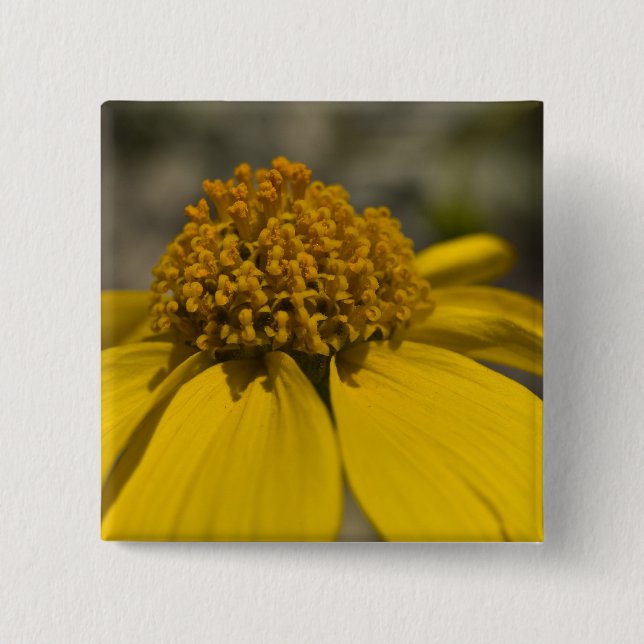 Knappen Desert Brittlebrush Square Knapp (Framsida)