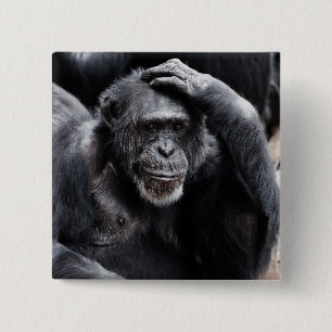 Knappen Gammal chimpans Knapp