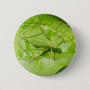 Knappen grönt Cricket Camouflage Knapp