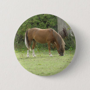 Knappen Kastanjon Brown Horse Grasing Knapp
