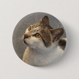 Knappen Katt Knapp