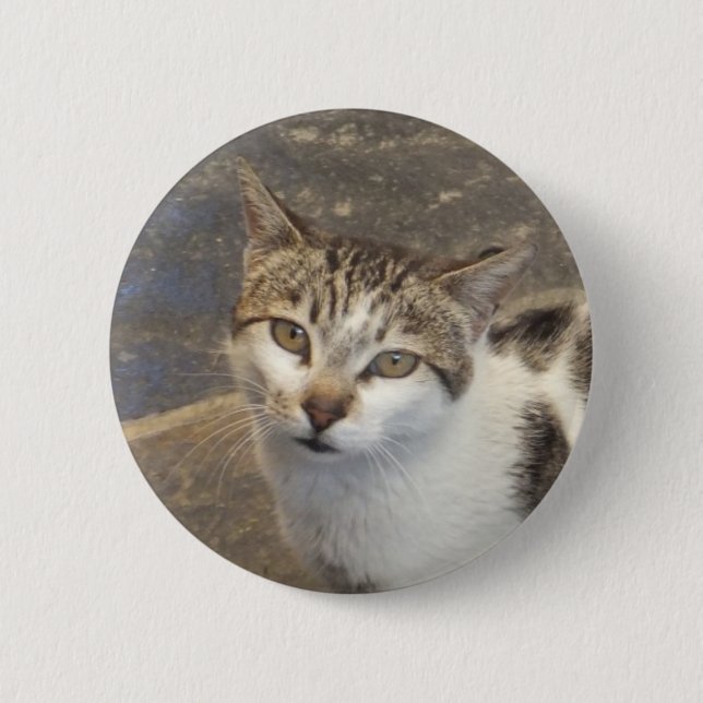 Knappen Katt Knapp (Framsida)