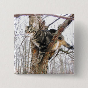 Knappen Kvadratisk Tabby katt Knapp